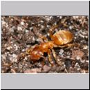 Lasius spp Chthonolasius - Wegameise 02 5mm.jpg